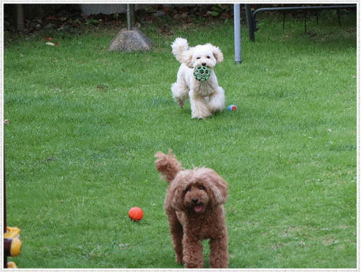 b0175688_00165548.gif