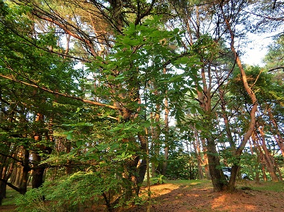 e0077899_7403245.jpg