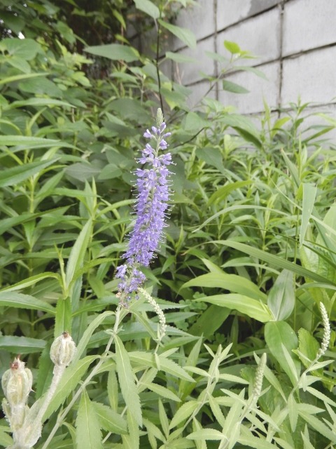 e0025300_18243788.jpg