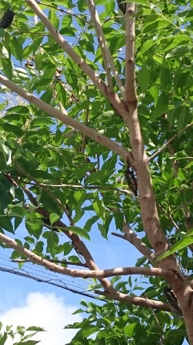e0351303_12212962.jpg