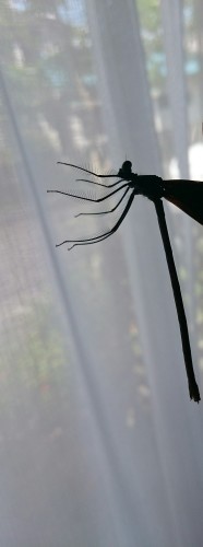 e0351303_12292154.jpg