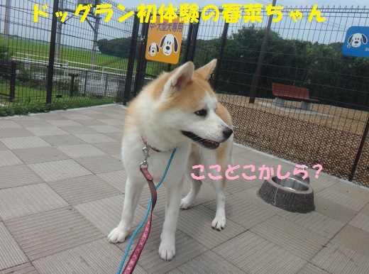 f0121712_16494501.jpg