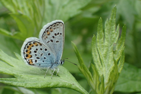 c0353632_11462745.jpg