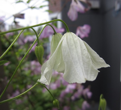 a0143442_1426576.jpg