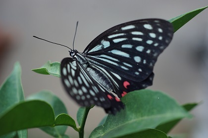 a0157047_11150051.jpg