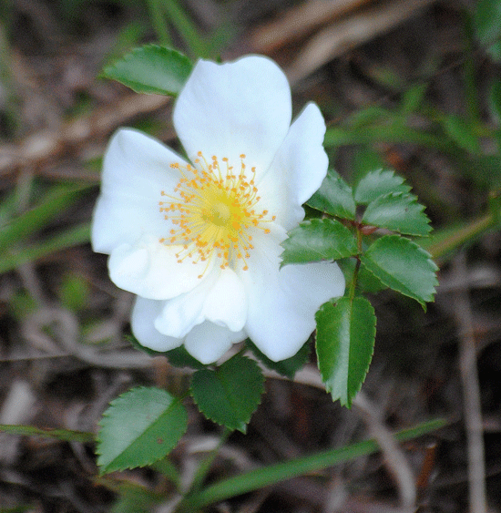 a0001354_23370062.gif