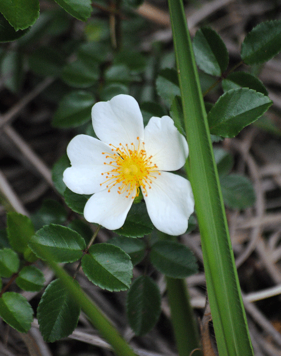 a0001354_23371271.gif