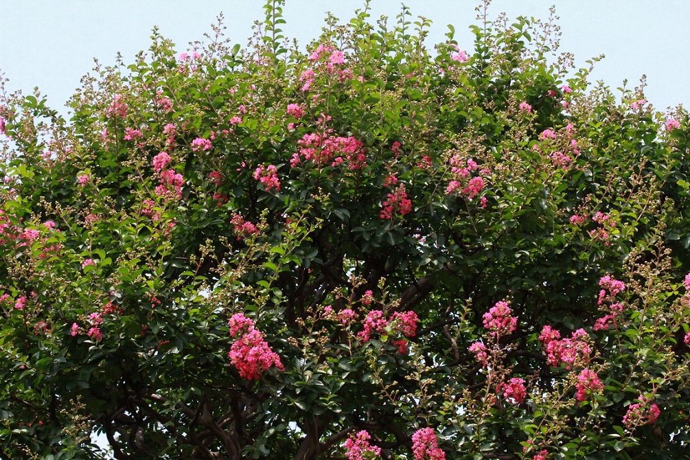 a0107574_20153246.jpg