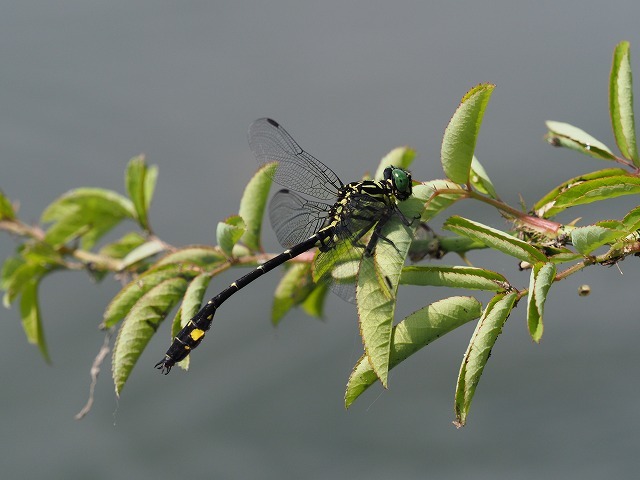 d0156387_21451567.jpg