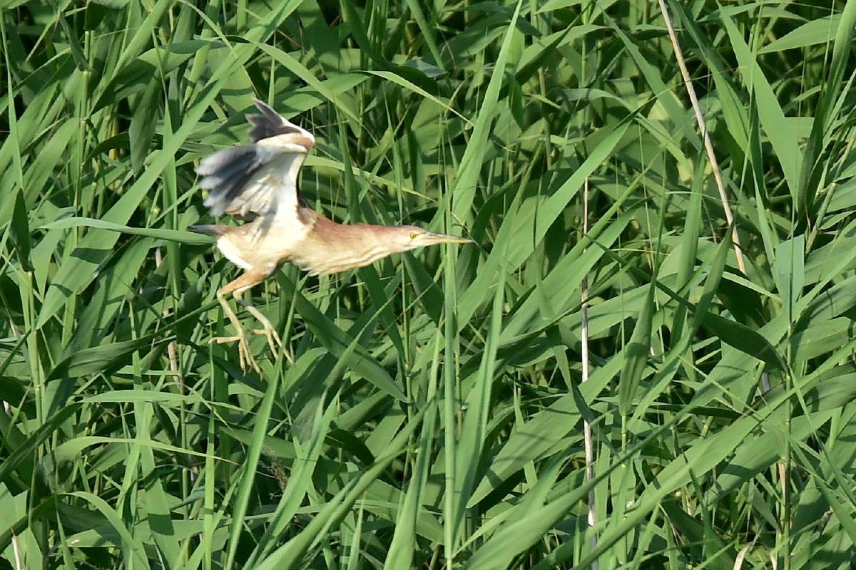 c0144588_09552118.jpg