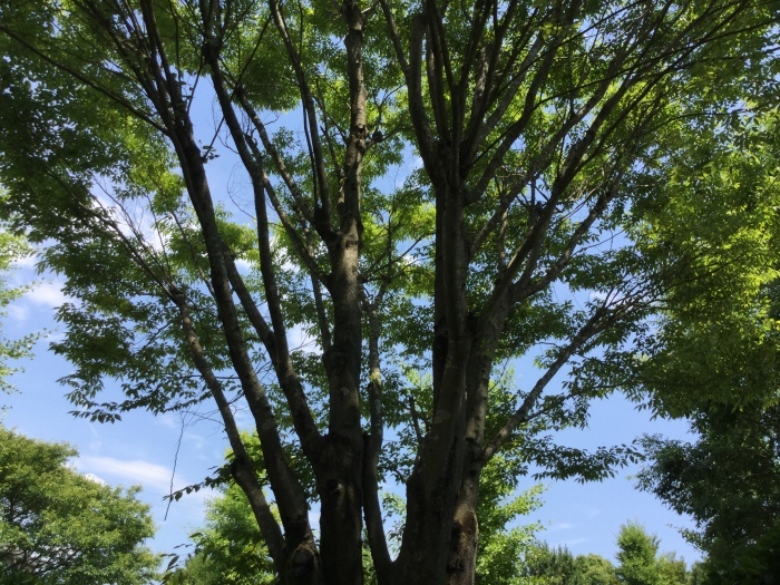 f0268294_11340744.jpg