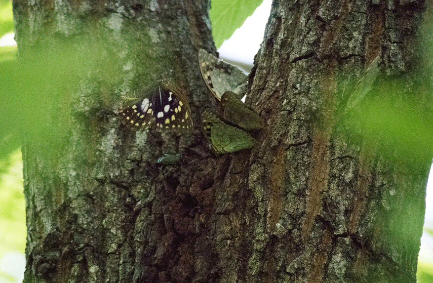 a0126632_18062167.gif
