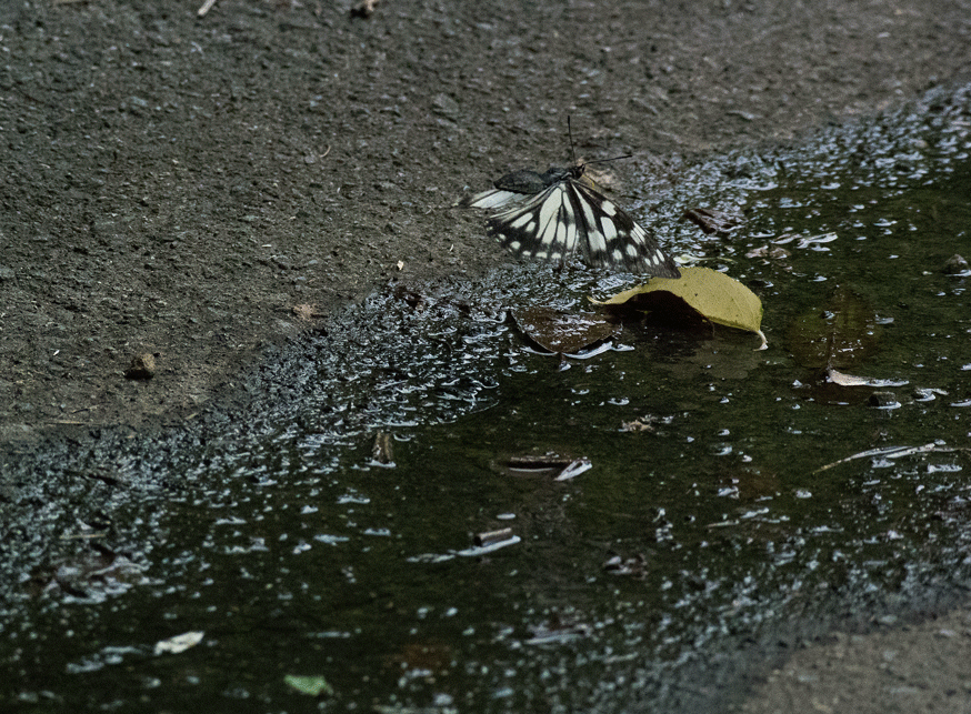 a0126632_18080738.gif