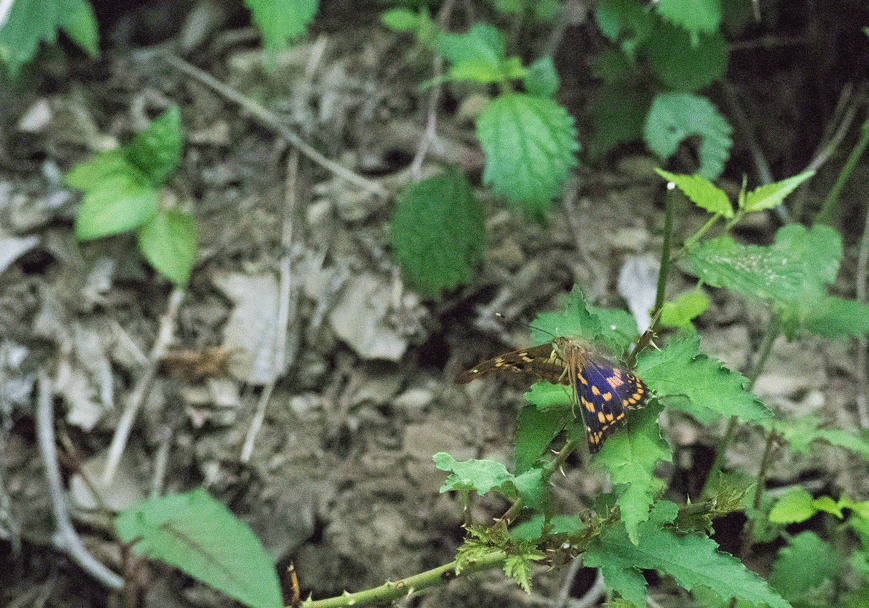 a0126632_18123554.gif