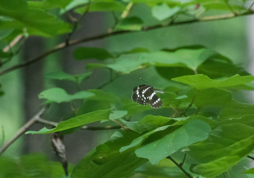 a0126632_18194141.gif