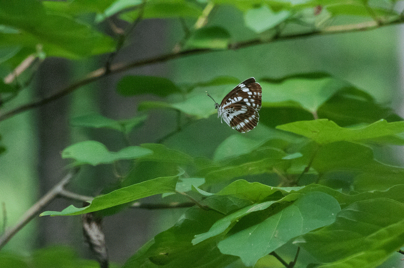 a0126632_18200303.gif