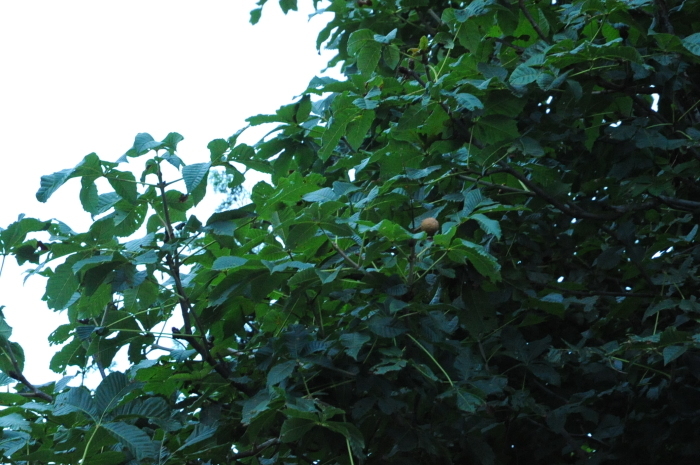 c0172234_00394270.jpg