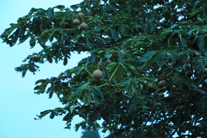 c0172234_00394709.jpg