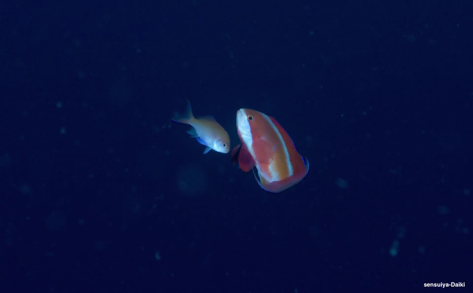 e0158261_10255612.jpg