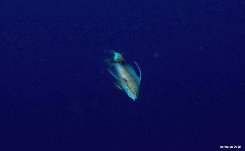e0158261_1026045.jpg