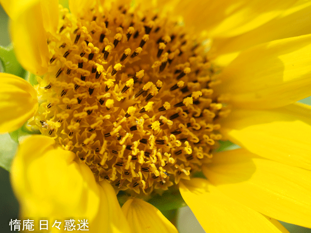 e0346064_14153177.gif