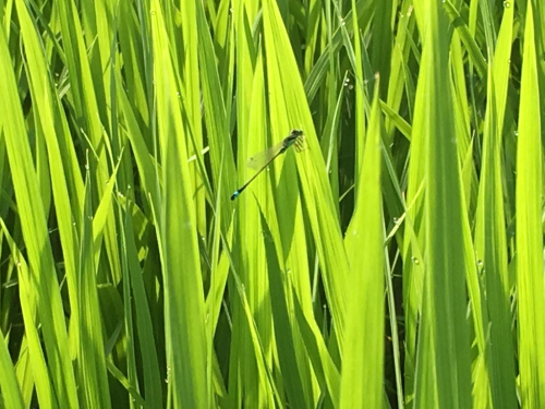 e0136066_08521311.jpg