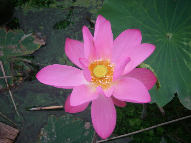 a0074069_15272444.jpg