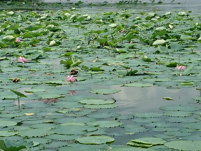 c0131875_6272726.jpg