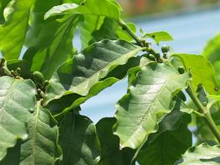 e0130185_15173624.jpg