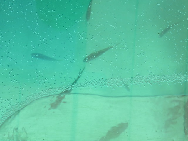 f0346196_17162366.jpg