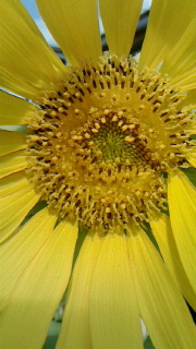 a0155297_10202567.jpg