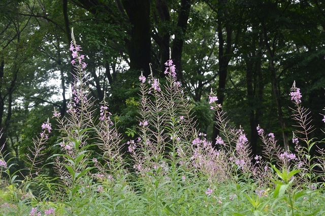 c0124100_23274869.jpg