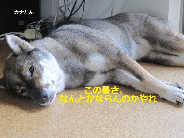 f0143123_10162009.jpg