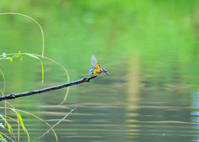 d0290240_09335392.gif