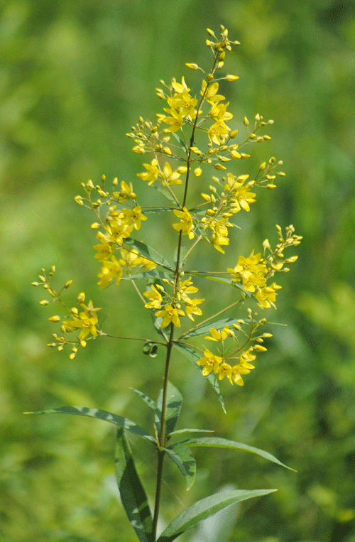 a0001354_22524782.gif