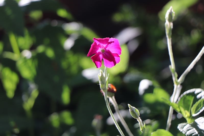 b0250154_20125116.jpg