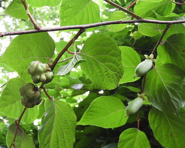f0378979_21551183.jpg