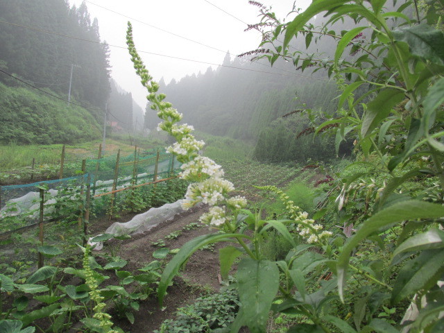 f0341616_15412559.jpg