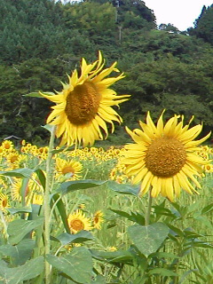 f0036223_8304926.jpg