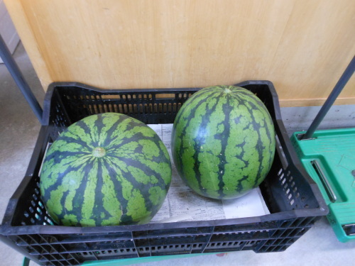 f0227432_09585966.jpg
