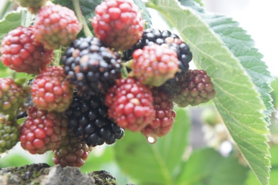 f0368538_07593221.jpg