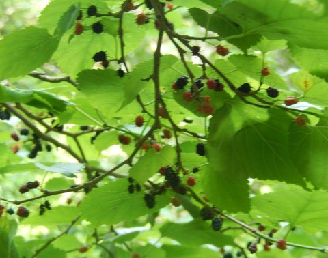 c0144185_15134258.jpg