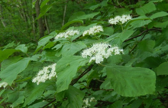 c0144185_15195577.jpg
