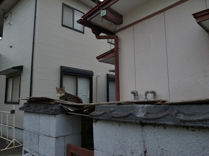 c0049299_22563840.jpg