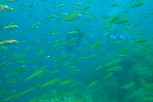 d0070216_18282223.jpg