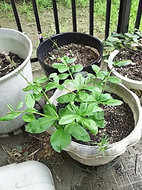 f0235318_09393724.jpg
