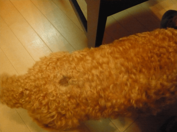 c0365341_20372468.gif