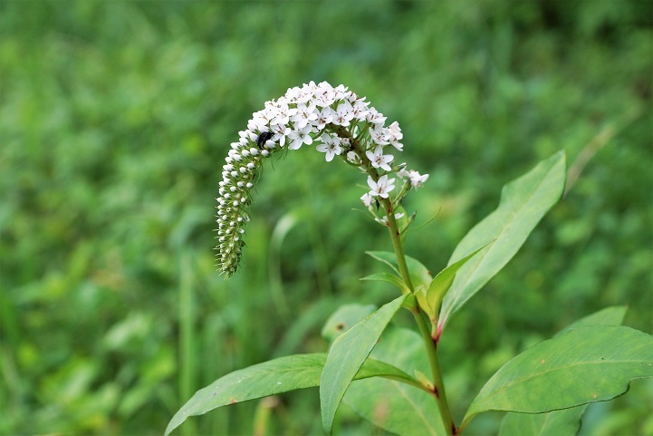 c0248473_20120432.jpg