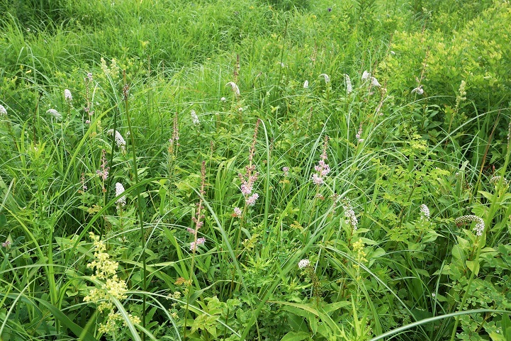 c0248473_20124704.jpg