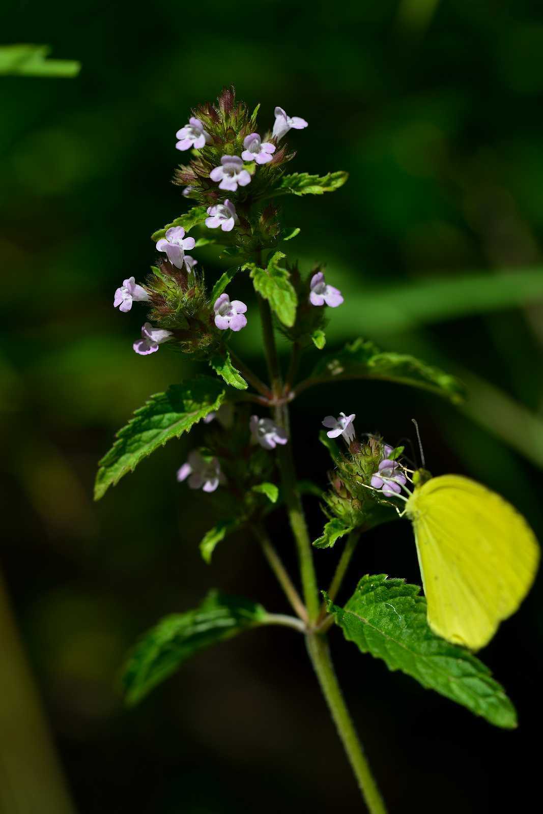 d0328977_08451429.jpg